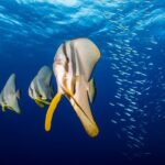 Premium Guided Dive Trip - Outer Great Barrier Reef - Why This Tour is a Great Choice