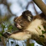 Premium Small Group Great Ocean Road & Wildlife with Lunch - Who Will Love This Tour?