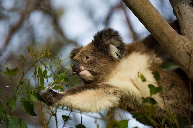 Premium Small Group Great Ocean Road & Wildlife with Lunch - Who Will Love This Tour?