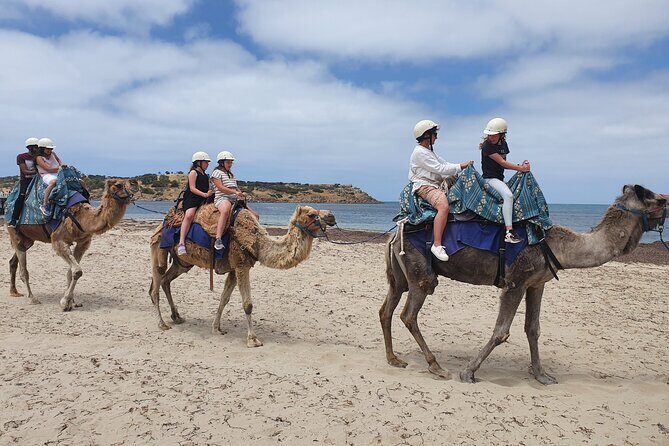 Premium Victor Harbor, Port Elliot and d'Arenberg Minibus Tour - Transportation, Pacing, and Small Group Benefits