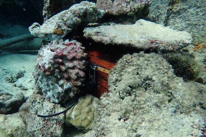 Private 4 Hours Reef Discovery Luxury Private Treasure Hunt in Bora Bora - Final Thoughts