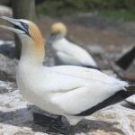 Private Auckland West Coast Day Tour - The Itinerary: A Day of Natural Wonders and Wine