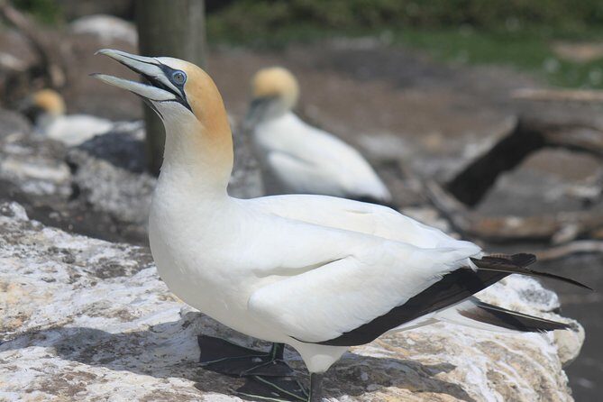 Private Auckland West Coast Day Tour - The Itinerary: A Day of Natural Wonders and Wine