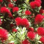 Private Auckland Wine & Dine Matakana Country & Cuisine - Practical Details and Value