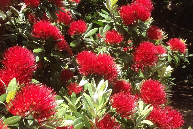 Private Auckland Wine & Dine Matakana Country & Cuisine - Practical Details and Value