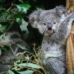 Private Blue Mountains Tour | Waterfalls, Koalas & Views - Who Will Love This Tour?