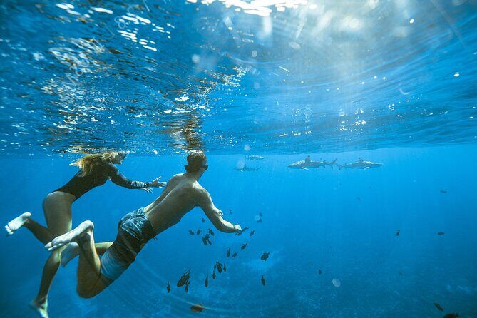 Private Discovery of the Marine Fauna of Moorea - The Value of a Private Tour in Moorea