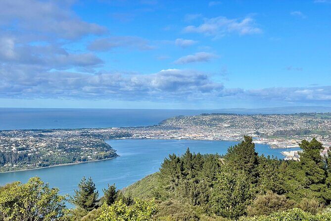 Private Dunedin & Otago Peninsula Day Tour Up to 4 - What Travelers Say: Authentic Feedback