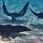 Private excursion Half day Moorea Discovery of the lagoon - Who Will Love This Tour?