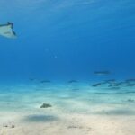 Private Full Day Lagoon Safari and Lunch on a Motu in Bora Bora - The Logistics and What You Should Know