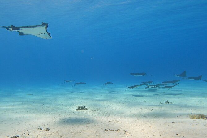 Private Full Day Lagoon Safari and Lunch on a Motu in Bora Bora - The Logistics and What You Should Know