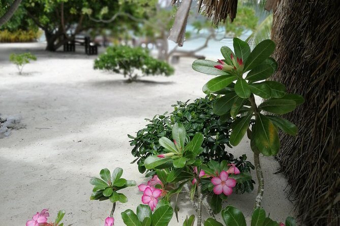 PRIVATE FULL DAY LAGOON TOUR - Bora Bora Cultural Lagoon Tour - The Quality of the Guides and Boat