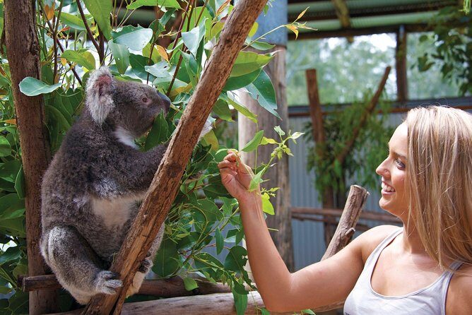 Private Guided Tour: Blue Mountains Tour from Sydney - Who Would Love This Tour?