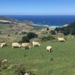 Private Guided Tour of Dunedin City Heritage and Unique Wildlife and Scenery - Who Should Consider This Tour?