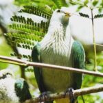 Private Half-Day Hike in the Opunohu Valley in Moorea - Authentic Experiences and Authentic Guides