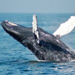 Private Half Day Whale Watching Tour - The Itinerary and What to Expect