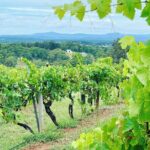 Private Hunter Valley Wine Tasting Tour from Sydney - The Value Proposition