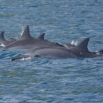 Private lagoon tour (rays, sharks, turtles) by boat in Moorea - The Itinerary Breakdown