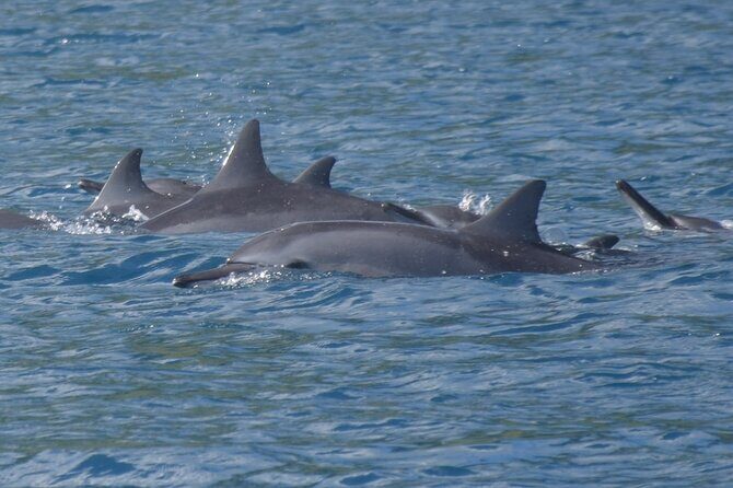 Private lagoon tour (rays, sharks, turtles) by boat in Moorea - The Itinerary Breakdown