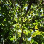 Private Luxury Daintree Dream Tour All Inclusive - What Makes This Tour Stand Out?