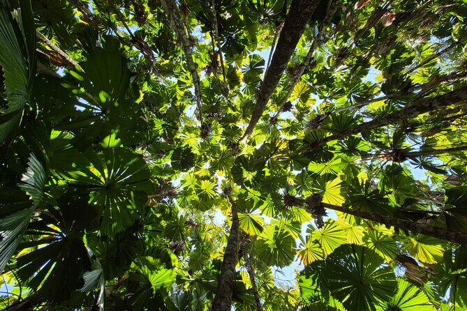 Private Luxury Daintree Dream Tour All Inclusive - What Makes This Tour Stand Out?