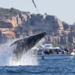 Private Luxury Intimate Whale Watching - Who Is This Tour Best For?