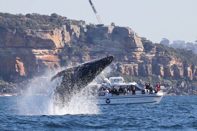 Private Luxury Intimate Whale Watching - Who Is This Tour Best For?