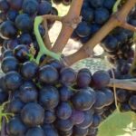 Private Martinborough Wine Tour for Wine Enthusiasts - Detailed Breakdown of the Itinerary