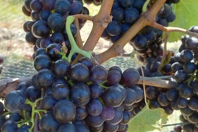 Private Martinborough Wine Tour for Wine Enthusiasts - Detailed Breakdown of the Itinerary