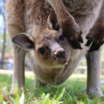 Private Nature Escape Tour 2 Days in Sydney - FAQs
