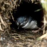 Private Phillip Island Penguin Parade Tour - Analyzing the Cost and Value