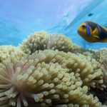 Private Reef Discovery Luxury Motu Lunch Cruise in Bora Bora - Who Will Love This Tour?