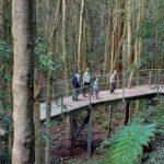 Private Small Group Tour in Blue Mountains - The Transport and Comfort