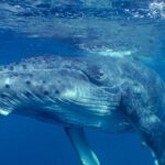 Private Tour 4h Whale watching quiet area peninsula Tahiti - The Value of the Experience