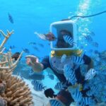 Private Tour: Aqua Safari Scuba Diving - The Value and Cost