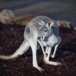 Private Tour: Blue Mountains Day Trip from Sydney - Who Should Consider This Tour?