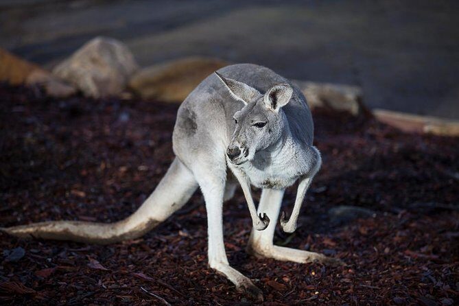 Private Tour: Blue Mountains Day Trip from Sydney - Who Should Consider This Tour?