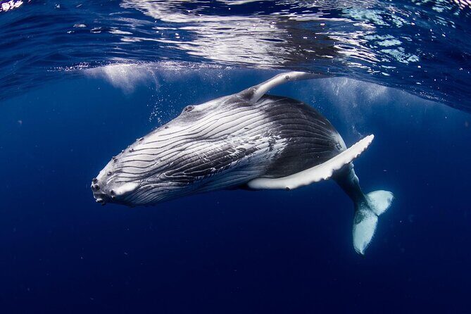 Private tour observing and swimming with humpback whales in Moorea - What travelers rave about