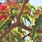 Private tour of Ku-Ring-Gai National Park and Northern Beaches - Who Will Appreciate This Tour?