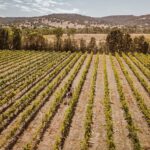 Private Tour: Premium Swan Valley Wine Tour from Perth - Authentic Experiences Highlighted by Travelers