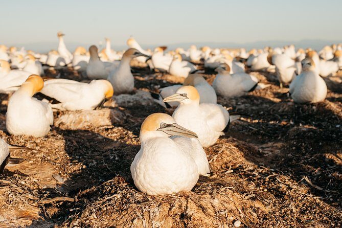 Private tour to Cape Kidnappers Gannet Colony - What Makes This Tour Stand Out