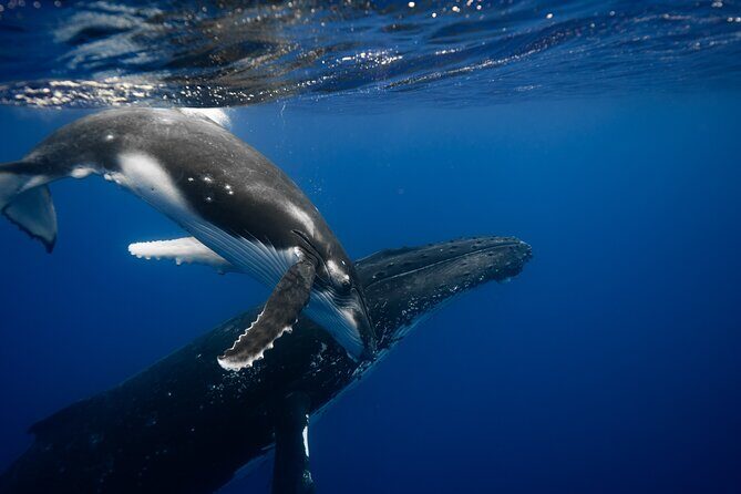 Private tour whale watching and snorkeling in Moorea - The Snorkeling Experience: Up Close With Marine Life