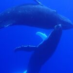 Private Tour Whale Watching Half Day Tour - Insights from Real Travelers