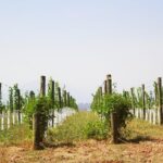 Private Tour: Yarra Valley Wineries with Wine Tastings - The Gourmet Lunch: A High Point of the Day