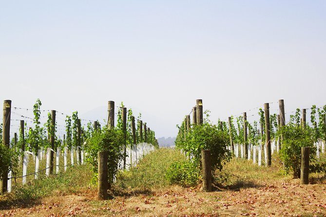 Private Tour: Yarra Valley Wineries with Wine Tastings - The Gourmet Lunch: A High Point of the Day