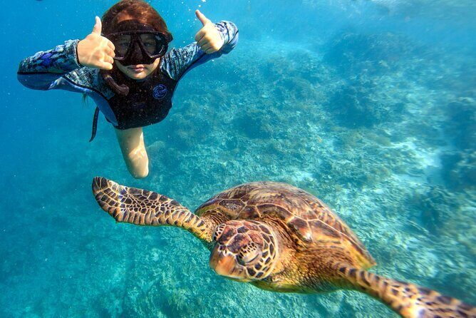 Private Turtle and Ray Tour Rarotonga - Why This Tour Offers Great Value