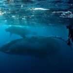 Private Whale Outing on the Tahiti Peninsula - The Experience of the Guides and the Vessel