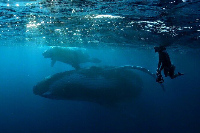 Private Whale Outing on the Tahiti Peninsula - The Experience of the Guides and the Vessel