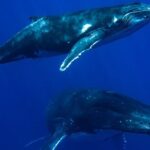 Private Whale Watching Adventure in Mo'orea - Why This Tour Offers Great Value