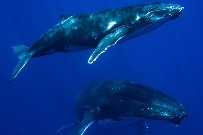 Private Whale Watching Adventure in Mo'orea - Why This Tour Offers Great Value